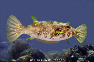 Pufferfish
'Bonbon'
Bunaken,Sulawesi,Indoneesia, Bunake... by Hans-Gert Broeder 